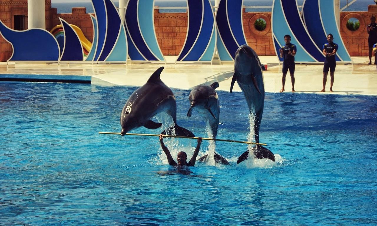 Фото дельфинария