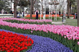 Фото тюльпанов в Стамбуле