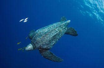 Кожистая черепаха