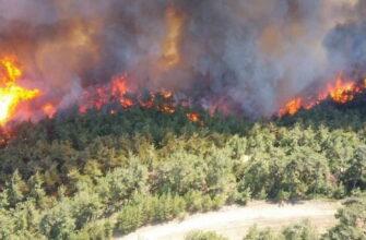 Обвиняемый в сжигании лесов в Турции говорит, что его заставили