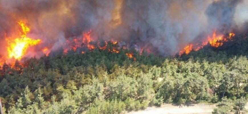 Обвиняемый в сжигании лесов в Турции говорит, что его заставили