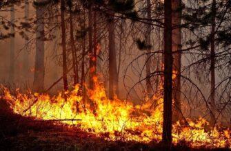 Пожар с лесу