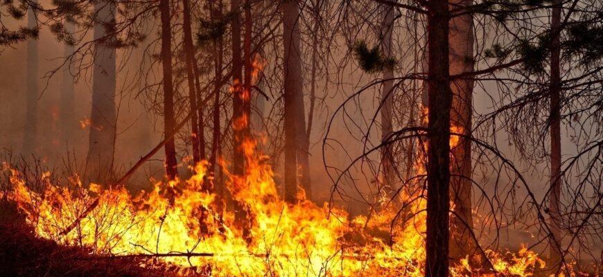 Пожар с лесу