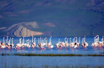 Фламинго на озере Ван