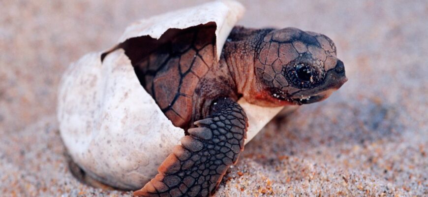 Детеныш морской черепахи