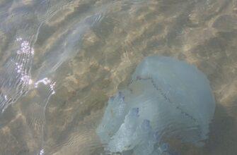 У пляжных берегов Анталии появились существа, бьющие купающихся туристов «электрическим током»