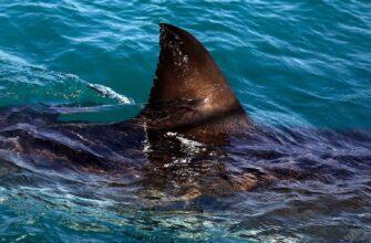 Новости об акулах в Египте