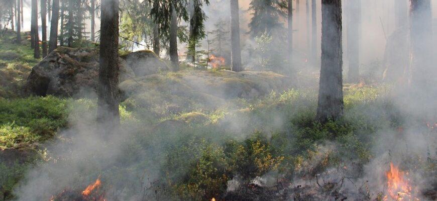 В Анталии зафиксирован очередной лесной пожар