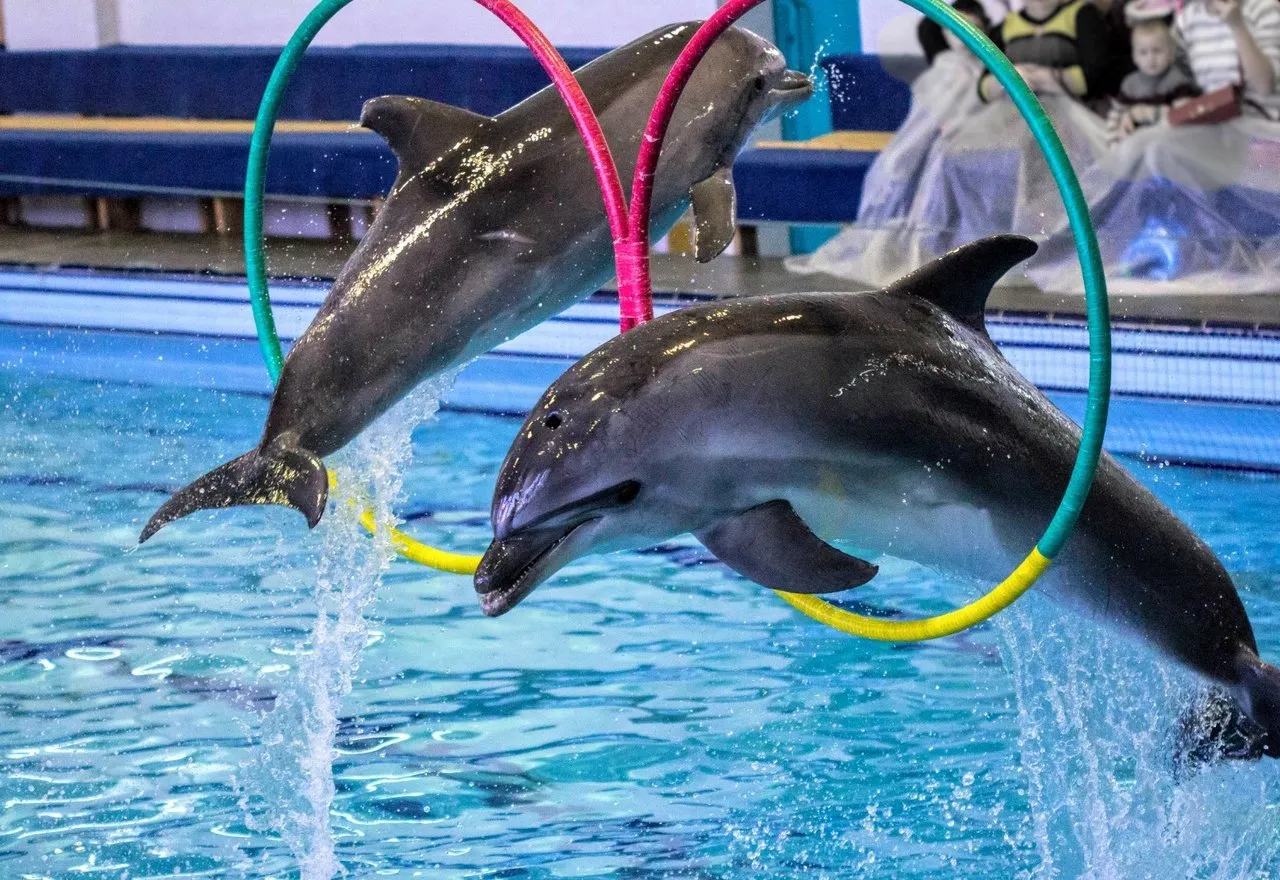 Дельфинарий "Дельфинланд" в Аланьи