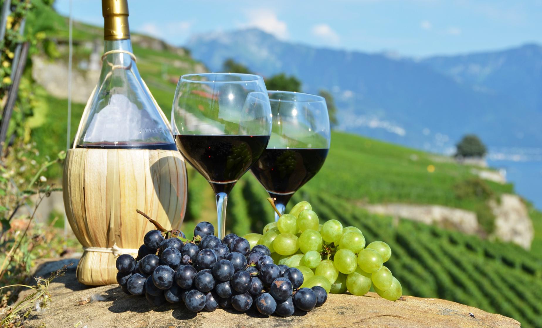 Тур по виноградникам и винодельням Каппадокии