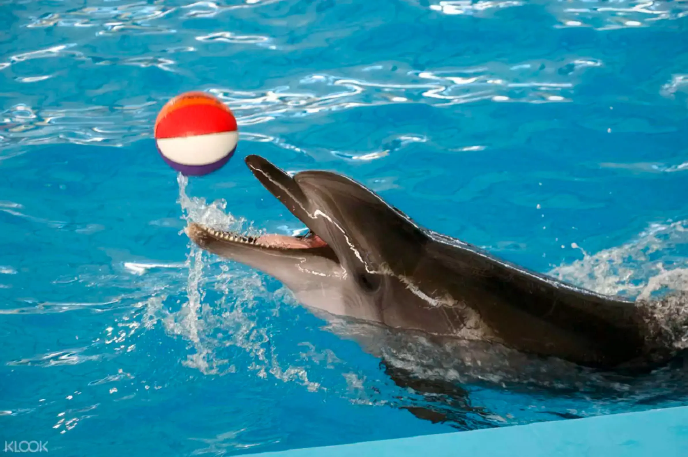Дельфинарий Бодрума: удивительные представления