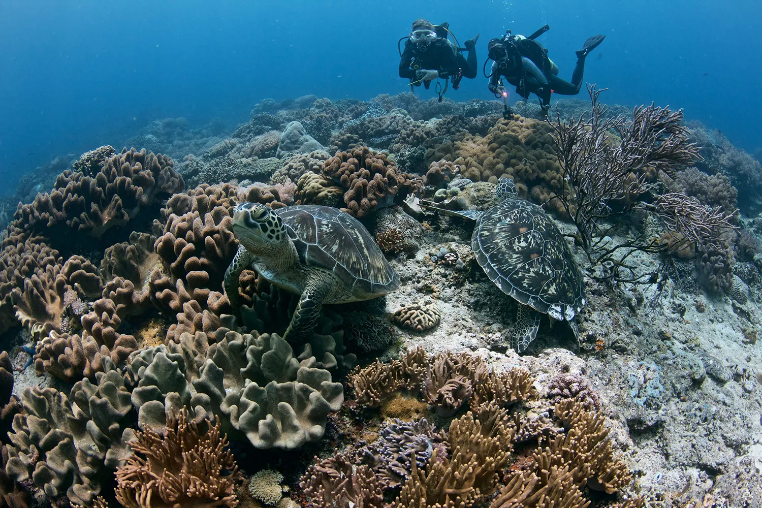 Подводное сафари в Сиде: открытие подводного мира Средиземного моря с помощью подводного сафари